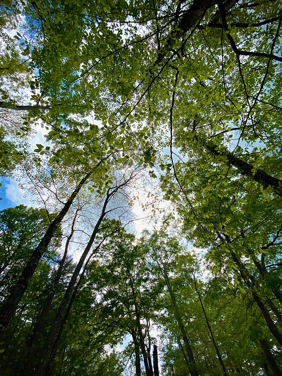 photo of trees